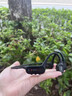 击音【世界冠军推荐 64G内存】8级防水骨传导蓝牙耳机游泳运动跑步水下一体音乐MP3超长续航挂耳不入耳 实拍图