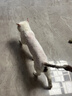 ERGOBABY宠物剃毛器狗狗猫咪推子电推剪脚毛修剪理发器全身推毛器用品白银 实拍图