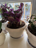 爱丽思（IRIS）花盆花瓶树脂复古浮雕波纹圆形多肉塑料阳台种植批发花盆 6号浅米色(口径18cm) 1个花盆 实拍图