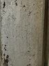 三棵树漆室内透明防水胶卫生间防水涂料厨卫浴室堵漏补漏防水胶 600g 实拍图