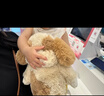 babycare静态玩偶西高地儿童毛绒玩具公仔生日圣诞礼物36cm送女友-马尔泰 实拍图