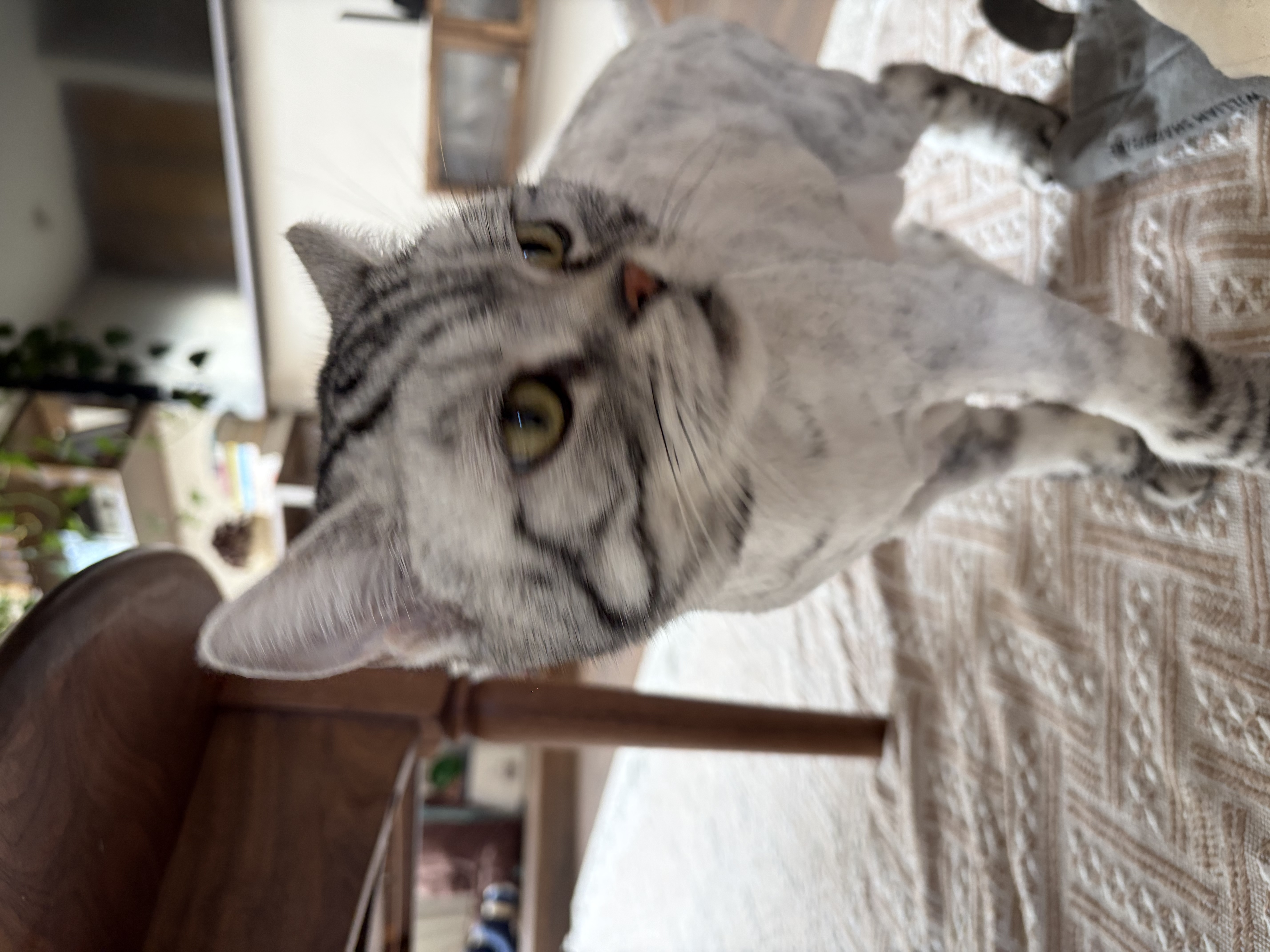 顽皮小金盾老年猫粮1.8kg烘焙猫粮精准营养系列7岁以上专研乳清蛋白肽 实拍图