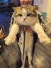 美士Nutro猫罐头一分为二主食餐盒慕斯肉泥罐成幼猫主粮进口宠物食品 【四个口味混搭】75g*24盒-27年8月 实拍图