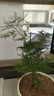 文竹盆栽绿植花卉盆景植物室内客厅水培文松云竹文竹大苗四季常青 文竹【1颗】原盆原土球发货 高度15-25cm 实拍图