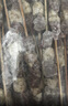 鲜京采内蒙古羔羊整排 净重3斤 生鲜速冻羊肉 羊排烧烤清炖食材 实拍图