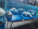 黑旋风热门商品蟑螂药杀蟑饵剂11个全窝端家用非无毒一窝端屋贴胶饵驱灭 晒单实拍图