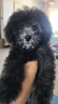 皇家狗粮幼犬奶糕幼犬狗粮宠物小型犬MIS30全价犬粮 ≤2月1KG 实拍图