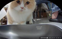 小佩宠物智能自动喂食器猫咪饮水机 猫粮狗粮远程控制自动定时定量 可视双子星喂食器 2+饮水机MAX 2 实拍图