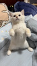 伟嘉成猫猫粮1.3kg牛肉味布偶蓝猫橘猫加菲英短猫咪夹心粮全价粮 实拍图
