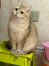pidan猫砂 纯豆腐猫砂2.4kg*4包强力吸臭不易带出 可冲厕所非膨润土砂 实拍图