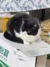 网易严选全价猫粮4.0成幼猫三文鱼亮毛养胃深海鱼虾1.8kg*4袋【宠物金选】 实拍图