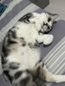 LEGENDSANDY蓝氏 全价猫粮成猫幼猫生骨肉冻干粮猎鸟乳鸽系列兔肉口味1.5kg*3 实拍图