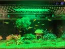SQG智能变频加热棒 适配小米鱼缸/当贝鱼缸 自动恒温多功能精准控温 二代升级款100W智能变频加热棒 实拍图