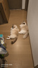 Orijen渴望猫粮 成猫幼猫粮 全价通用无谷原味鸡肉进口7.2kg效期27/4 实拍图