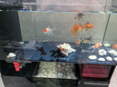 备能电解生物酶鱼缸净水剂水质净化剂清澈剂水族养鱼用清洁神器600ml 实拍图