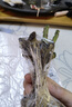 玫瑰花苗老桩绿植物盆栽月季蔷薇老根室内外阳台庭院特大花卉四季 34梦幻（老桩苗四季开花） 实拍图