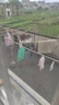 古今（GUJIN）2件无痕女童内衣青春发育期二阶段10一14岁少女生文胸初中小学生 实拍图