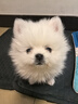 三条尾巴精品纯种博美英系美系白色基因检测犬球形幼犬活体宠物狗狗茶杯犬 血统级 博美犬【视频选宠】 晒单实拍图