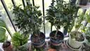 花翁大红赤丹茶花树苗室内盆栽绿植阳台盆景庭院植物年宵花卉源头直发 实拍图