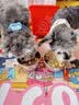 DALYKATE德国品牌猫碗狗碗狗狗食盆宠物用品不锈钢双碗喝水碗增高架防打翻 304食品级不锈钢--小号碗+小号碗 【耐腐蚀 不易锈】 实拍图