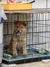 腆宠狗笼猫笼 狗笼子中小型犬带厕所幼犬狗窝猫笼子大号家用围栏兔笼 实拍图