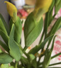 【富贵竹+剑兰】剑兰步步高鲜花水培鲜切花唐菖蒲礼物乔迁送礼 剑兰红色5枝（60-65cm) 实拍图