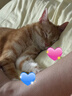 皇家幼猫猫粮 幼猫奶糕 K36 通用粮 4-12月 2KG 实拍图