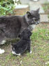 京东京造猫粮牛肉味全价鸡肉粮鱼油通用型猫粮成猫幼猫2kg 实拍图