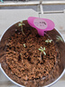 IAM City Farmer迷迭香DIY植物种植可食用趣味盆栽厨房香草儿童陪伴种植盆栽10087 实拍图