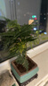 花行榜文竹盆栽绿植物室内客厅中式禅意盆景办公室摆件高端花卉源头直发 实拍图