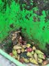 南步海南仙人掌果 可食用野生红心仙桃果实大果稀奇古怪新鲜热带水果 仙人掌果 5斤精选装【15-20个/斤】 实拍图