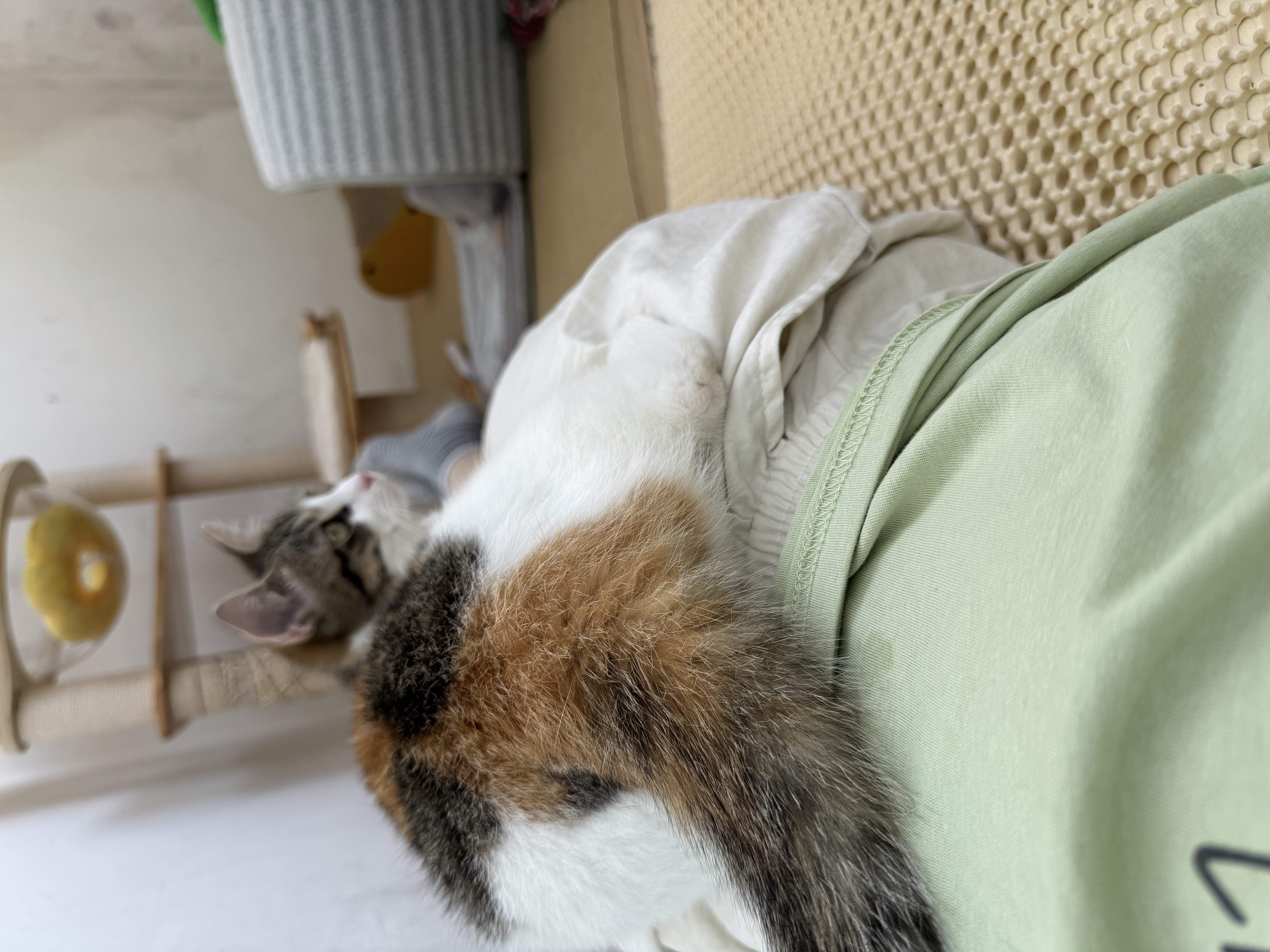 灵宠物语猫玩具猫咪自动逗猫棒旋转逗猫玩具自嗨解闷仿真飞舞蝴蝶逗猫玩具 实拍图