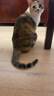 佳乐滋银勺猫罐头猫湿粮猫零食成幼猫进口鸡肉鲣鱼金枪鱼小银鱼70g*24罐 实拍图