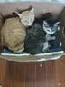 网易严选全价猫粮冻干鲜鸡肉无谷全价冻干双拼猫粮3.0升级500g试用装 实拍图
