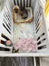 麦富迪狗狗零食奢华营养牛肉棒400g成幼犬通用磨牙训练奖励解馋宠物零食 实拍图