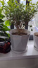 寿禾 花盆大号带托盘树脂塑料绿植种植盆 木里盆大号-浅灰 实拍图