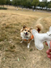 Natural Core天然核心 犬用软肉条狗零食鸡肉鳕鱼条7g*20只 实拍图