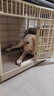 皇家狗粮 成犬粮 通用犬型 CC通用狗粮12月以上 8KG【成犬通用】 实拍图