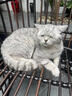 网易严选全价猫粮4.0 宠物主粮成幼猫咪食品 深海鱼虾口味50g*2 试吃试用  实拍图