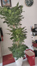 叹为观止大型植物发财树各种大颗盆栽开业乔迁客厅办公室内好养大型花卉 三层幸福树【1.5-1.7米】 含盆 实拍图