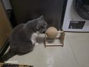 HELLOJOY逗猫咪玩具自嗨解闷猫抓板幼猫爪板小猫抓球耐抓不掉屑耐磨猫爬架 实拍图
