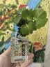 临雅水培圆叶福禄桐钱多多盆栽植物客厅桌面水养绿植四方瓶源头直发 实拍图