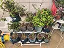 爱丽思（IRIS）花架塑料阳台置物架客厅庭院收纳架多层落地式架子多肉专用花盆架 【三层白色】长90x宽54x高60cm 实拍图