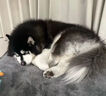宠物镇定剂宠物睡眠药快速睡觉镇定剂猫咪狗狗乱叫克星防猫狗宠物乱叫宠物情绪舒缓稳定剂喷雾 一瓶装【猫狗睡眠片】 实拍图