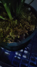 史丹利水苔150g 蝴蝶兰专用土干苔藓养兰花的营养土优质文石斛心兰乌龟 实拍图