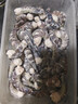 GUO LIAN国联 无人工保水剂黑虎虾仁 去冰净重2斤 90-110只 京东品质保障 实拍图
