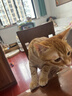 网易严选全价冻干双拼猫粮3.0【限量赠猫砂】主粮成幼猫高鲜肉护肠胃10kg 实拍图