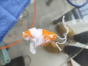 安踏（ANTA）排球【中考训练】比赛体育课专用中小学体考成人儿童软硬5号排球 实拍图
