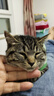 伟嘉成猫猫粮1.3kg牛肉味布偶蓝猫橘猫加菲英短猫咪夹心粮全价粮 实拍图