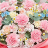 百花馆鲜花速递康乃馨花束真花生日礼物送妈妈母亲长辈花同城配送小时达 喜乐无忧|dyv17 实拍图
